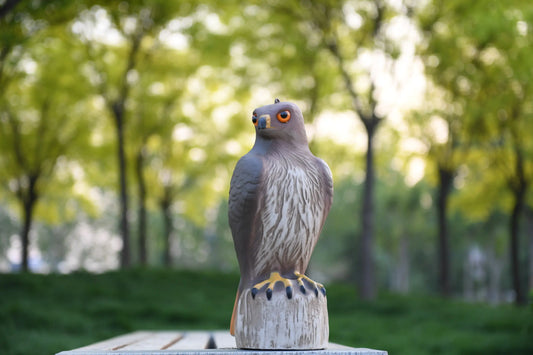 Maquette-Oiseau